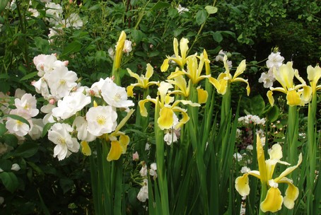 Eglantine et iris jaunes,  Diebolsheim, en alsace